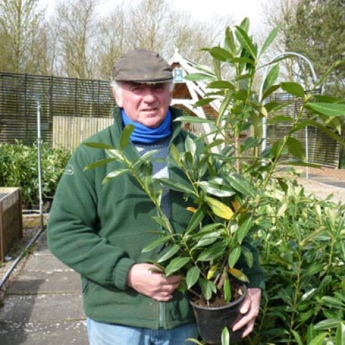 Cherry Laurel Hedge - Prunus laur Caucasica - 40 - 60cm - Bareroot | ScotPlants Direct